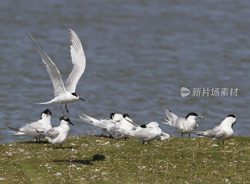 三明治燕鸥(Sterna sandvicensis)梳理